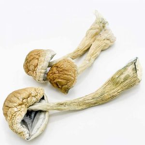 Transkei Mushroom