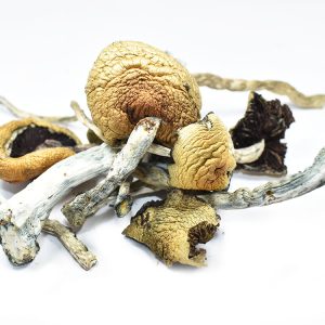 Mushroom Golden Teacher